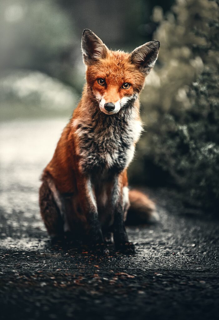 orange and silver fox